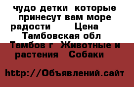 чудо детки, которые принесут вам море радости!!!! › Цена ­ 8 - Тамбовская обл., Тамбов г. Животные и растения » Собаки   